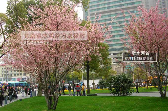 美丽的花树——西府海棠