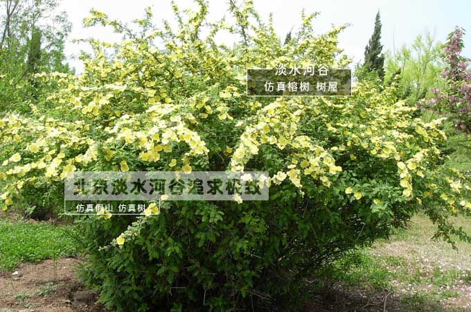 栽培容易、管理粗放的花灌木——黄刺玫