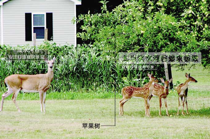 庭院果树